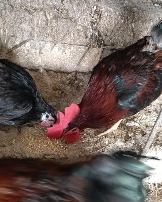 Galline