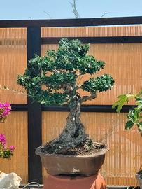 Bonsai mediterraneo