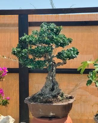 Bonsai mediterraneo