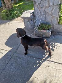 Cucciola bracco tedesco