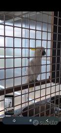 Cacatua galerita eleonora