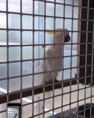 Cacatua galerita eleonora