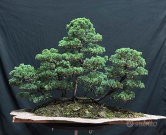 Bonsai ginepro kishu