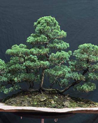 Bonsai ginepro kishu