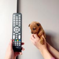 Cucciolo di pincher chihuahua maschio
