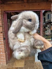 Conigli minilop cuccioli