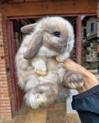 Conigli minilop cuccioli