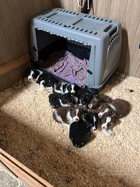 Cuccioli Border collie