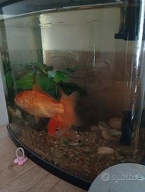 Acquario