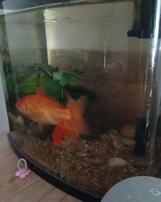 Acquario
