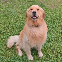 Disponibile golden americano per monta