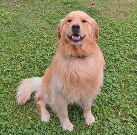 Disponibile golden americano per monta