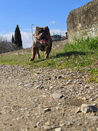American bully exotic