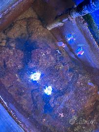 Coppia pesci pagliaccio adulti