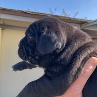 Cuccioli cane corso neri