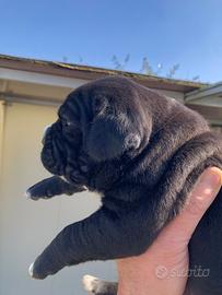 Cuccioli cane corso neri