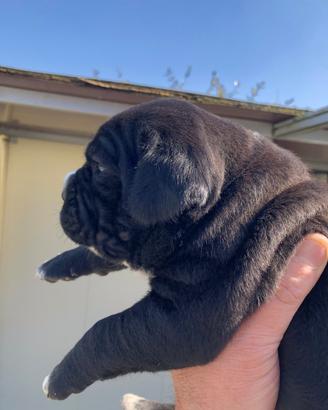 Cuccioli cane corso neri