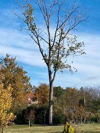 Legna -Metà albero secolare gratis a chi lo taglia