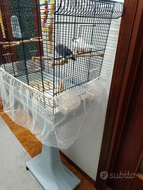 Uccelli con gabbia