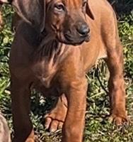 Rhodesian Ridgeback