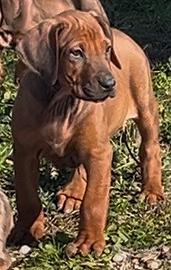 Rhodesian Ridgeback