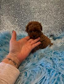 Barboncini mini Toy e teacup