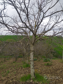 Alberi di noci completi di Radica per mobili per a