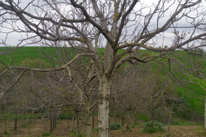 Alberi di noci completi di Radica per mobili per a