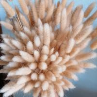 Lagurus ovatus coda di lepre fiori secchi piumini 