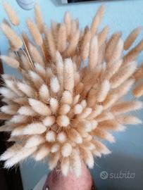 Lagurus ovatus coda di lepre fiori secchi piumini 