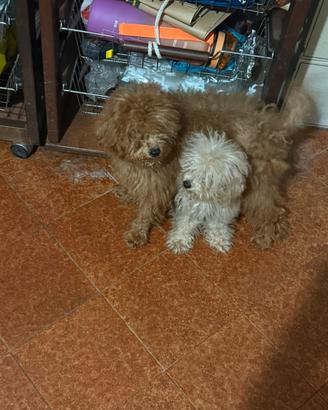 Barboncino mini toy