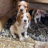 Cuccioli di Épagneul breton