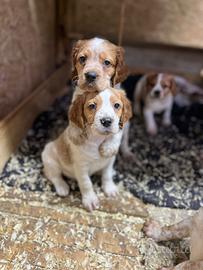 Cuccioli di Épagneul breton