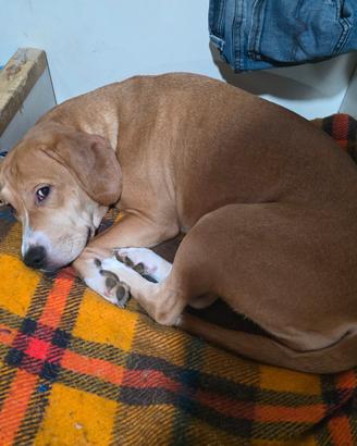 2 cucciole Beagle