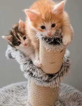 Norvegese delle foreste? cuccioli con pedigree