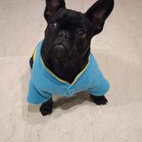 Bulldog francese femmina dolcissima