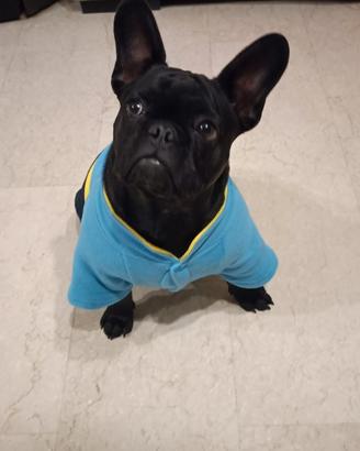 Bulldog francese femmina dolcissima