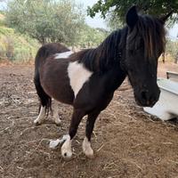 Pony 6 anni bravissima