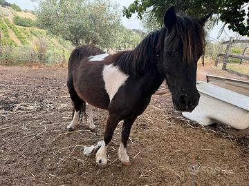 Pony 6 anni bravissima