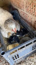 Disponibili pulcini Brahma e Marans