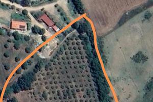 Terreno con uliveto e piante da frutta