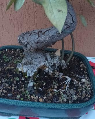 bonsai
