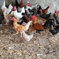 Galline ornamentali di varie razze