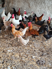 Galline ornamentali di varie razze