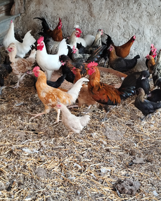 Galline ornamentali di varie razze