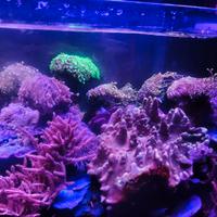 Talee coralli acquario