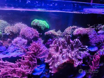 Talee coralli acquario