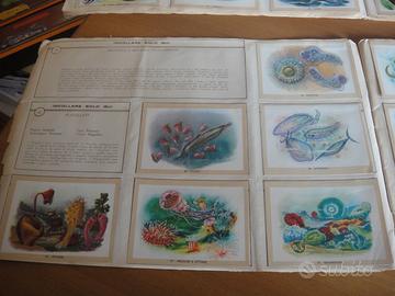 Album NATURAMA figurine LAMPOSCUOLA