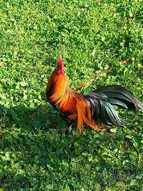 Galline a galli razza phoenix