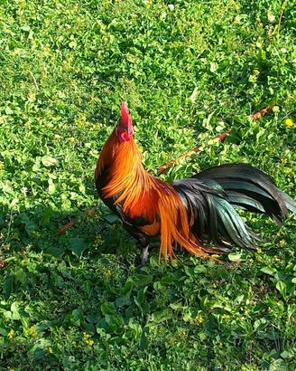 Galline a galli razza phoenix